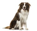 Border Collie Sitting, 2 Years Old ,