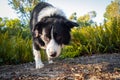 Border collie sniffing and chewing stick