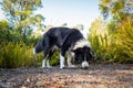 Border collie sniffing and chewing stick