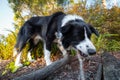 Border collie sniffing and chewing stick