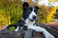 Border collie sniffing and chewing stick