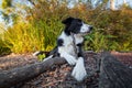 Border collie sniffing and chewing stick