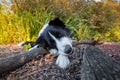 Border collie sniffing and chewing stick