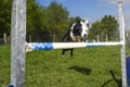 Border Collie in the Sport of Agility Royalty Free Stock Photo