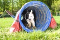 Border Collie in the Sport of Agility Royalty Free Stock Photo