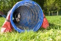 Border Collie in the Sport of Agility Royalty Free Stock Photo