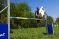 Border Collie in the Sport of Agility Royalty Free Stock Photo