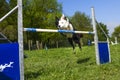 Border Collie in the Sport of Agility Royalty Free Stock Photo