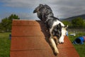 Border Collie in the Sport of Agility Royalty Free Stock Photo