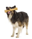 Border Collie standing and chewing bone Royalty Free Stock Photo