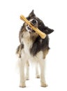 Border Collie standing and chewing bone against white background Royalty Free Stock Photo