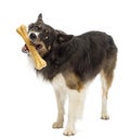 Border Collie standing and chewing bone against white background Royalty Free Stock Photo