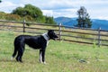 Border collie standing in hilltop yard keeping watch, wood fence, pasture, and cloudy sky and mountains in background
