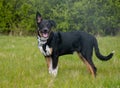 A Border Collie standing proud in a field