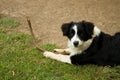 Border Collie with stick