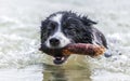 Border collie with a stick swims in a lake Royalty Free Stock Photo