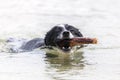 Border collie with a stick swims in a lake Royalty Free Stock Photo
