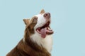 Border collie sticking big tongue out. thirsty concept. Isolated on blue background