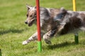 Border Collie successfully through slalom