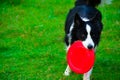 Border collie to catch a Frisbee