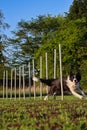 Border Collie Training Agility with Weave Poles Royalty Free Stock Photo