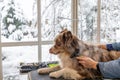 Border Collie is trimmed lying on the grooming table in pet salon