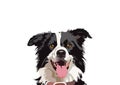 Border Collie Vector Tracing Art Design