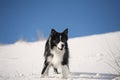 Border Collie waiting for a command in snow