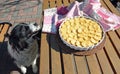 Border Collie watching the fresh apple pie. Royalty Free Stock Photo