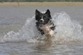 Border collie in water