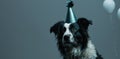 Border Collie Wearing Birthday Party Hat in Minimal Retouching Style