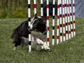 Border Collie Weave Poles While Watching Handler