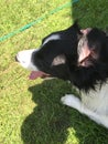 Border collie weird ears