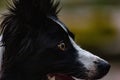 The Border Collie is a well-proportioned dog with a harmonious and athletic appearance Royalty Free Stock Photo