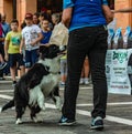 The Border Collie is a well-proportioned dog with a harmonious and athletic appearance Royalty Free Stock Photo