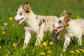 Boder collie puppies in a meadow Royalty Free Stock Photo