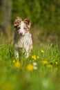 Boder collie puppy in a meadow Royalty Free Stock Photo