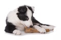 Cute border collie puppy with chewing stick