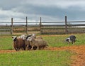 Border collie herding Royalty Free Stock Photo