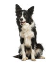 Border Collie, 1 year old, sitting and panting Royalty Free Stock Photo