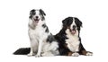 Border Collie, 3 years old, and Bernese Mountain Dog Royalty Free Stock Photo