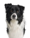 Border collie, 3 years old Royalty Free Stock Photo