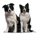 Border collies 1 and 9 years old, sitting Royalty Free Stock Photo