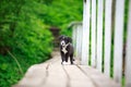Border Collies black puppy Royalty Free Stock Photo