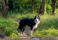 Border Collies Black and White dog stand on walk way in the forrest alone and look forwad with warm light Royalty Free Stock Photo