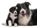 Border Collies interacting