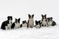 Border collies pack Royalty Free Stock Photo