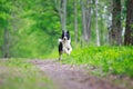 Border Collies Royalty Free Stock Photo