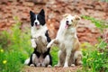 Border Collies Royalty Free Stock Photo