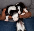 Border colly puppy twins Royalty Free Stock Photo